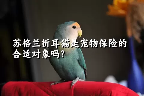 苏格兰折耳猫是宠物保险的合适对象吗？