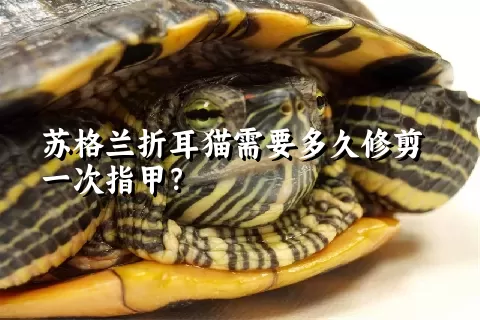 苏格兰折耳猫需要多久修剪一次指甲？