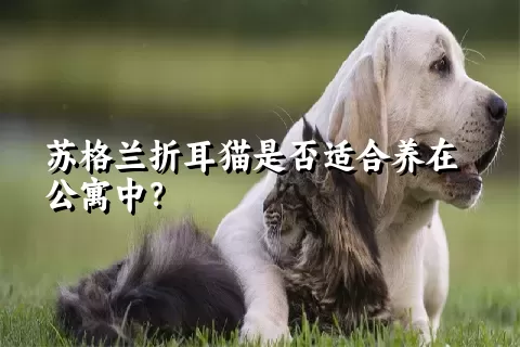 苏格兰折耳猫是否适合养在公寓中？