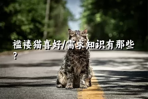 褴褛猫喜好/需求知识有那些？