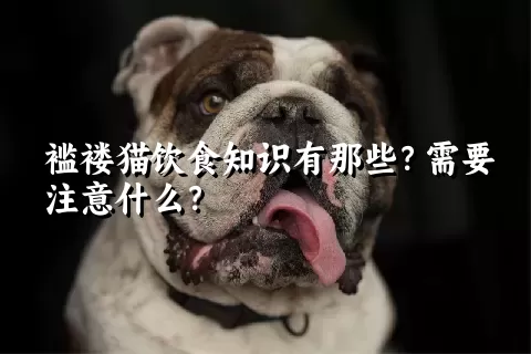 褴褛猫饮食知识有那些？需要注意什么？