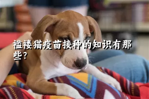 褴褛猫疫苗接种的知识有那些？