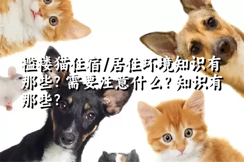 褴褛猫住宿/居住环境知识有那些？需要注意什么？知识有那些？