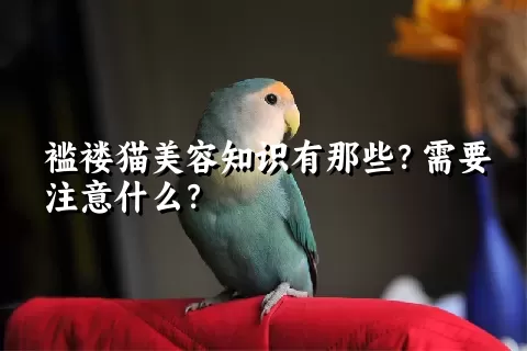 褴褛猫美容知识有那些？需要注意什么？