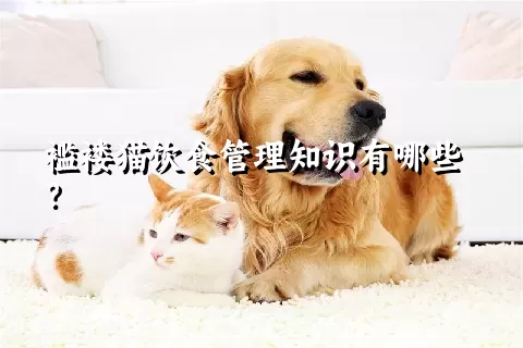 褴褛猫饮食管理知识有哪些？ 