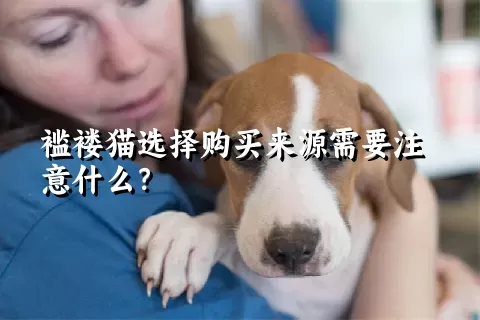 褴褛猫选择购买来源需要注意什么？ 