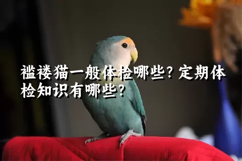 褴褛猫一般体检哪些？定期体检知识有哪些？