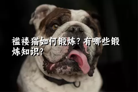 褴褛猫如何锻炼？有哪些锻炼知识？