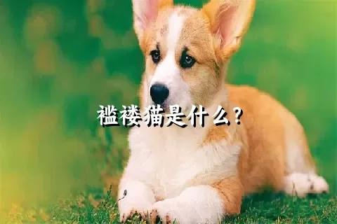 褴褛猫是什么？