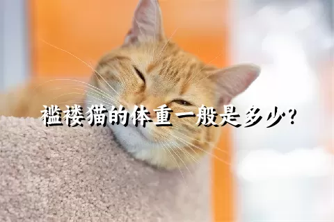 褴褛猫的体重一般是多少？