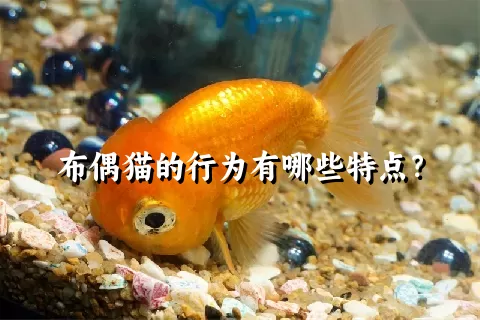 布偶猫的行为有哪些特点？