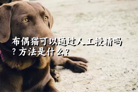 布偶猫可以通过人工授精吗？方法是什么？