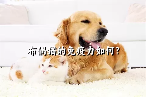 布偶猫的免疫力如何？