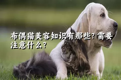 布偶猫美容知识有那些？需要注意什么？