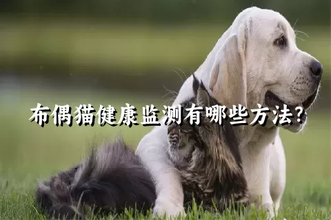 布偶猫健康监测有哪些方法？