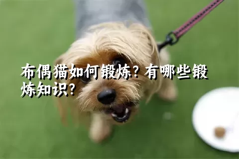 布偶猫如何锻炼？有哪些锻炼知识？