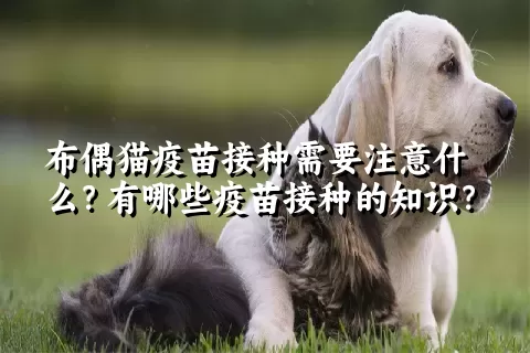 布偶猫疫苗接种需要注意什么？有哪些疫苗接种的知识？