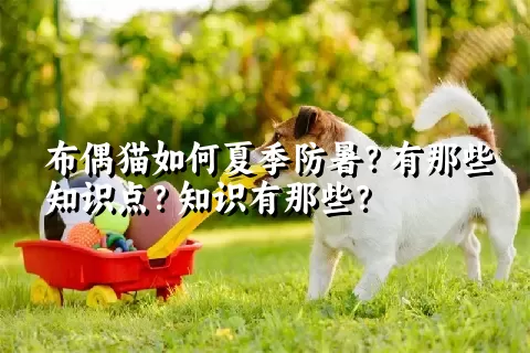 布偶猫如何夏季防暑？有那些知识点？知识有那些？