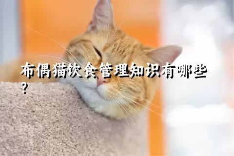 布偶猫饮食管理知识有哪些？ 