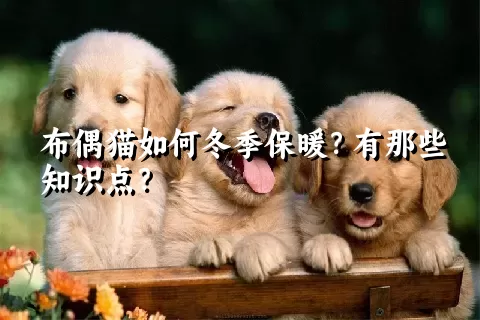 布偶猫如何冬季保暖？有那些知识点？