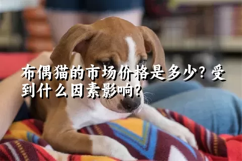 布偶猫的市场价格是多少？受到什么因素影响？