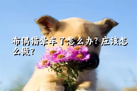 布偶猫晕车了怎么办？应该怎么做？