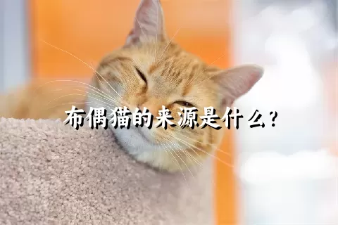 布偶猫的来源是什么？