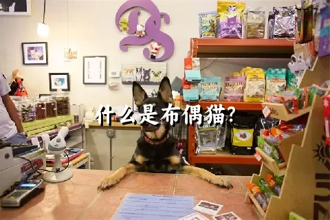 什么是布偶猫？