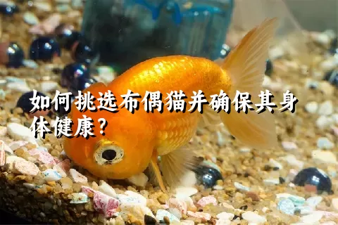 如何挑选布偶猫并确保其身体健康？