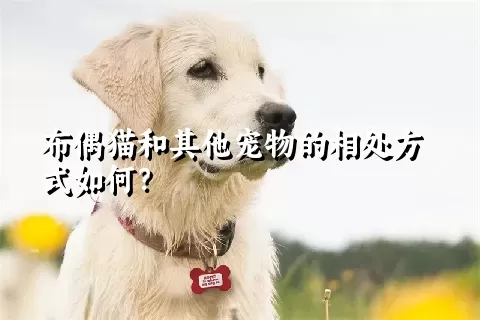 布偶猫和其他宠物的相处方式如何？