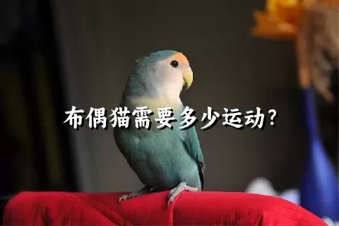 布偶猫需要多少运动？