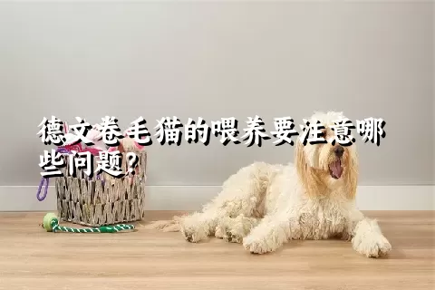 德文卷毛猫的喂养要注意哪些问题？