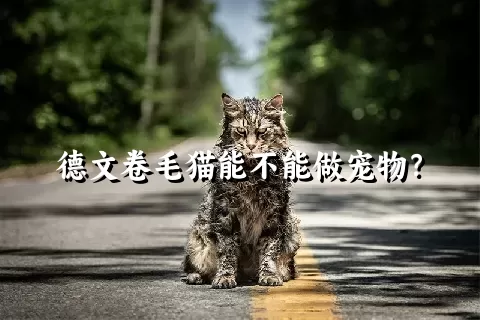 德文卷毛猫能不能做宠物？