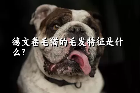 德文卷毛猫的毛发特征是什么？