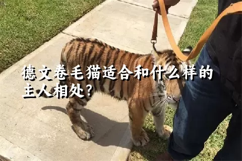 德文卷毛猫适合和什么样的主人相处？