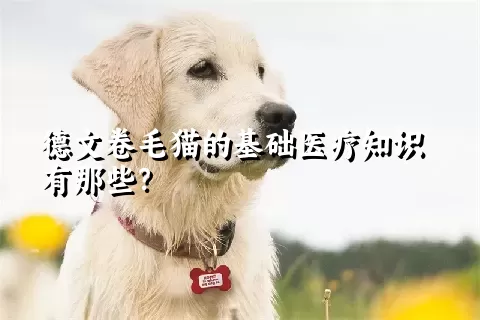 德文卷毛猫的基础医疗知识有那些？