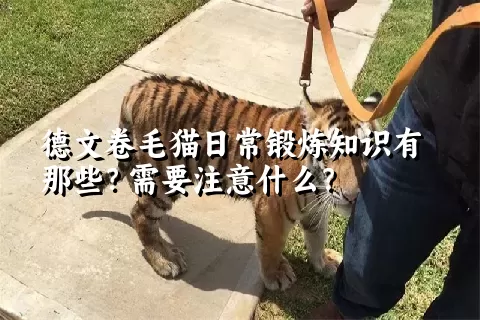 德文卷毛猫日常锻炼知识有那些？需要注意什么？