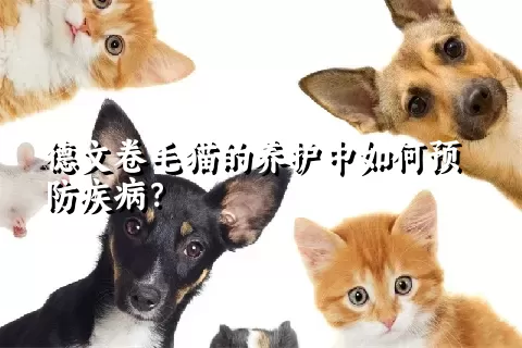 德文卷毛猫的养护中如何预防疾病？