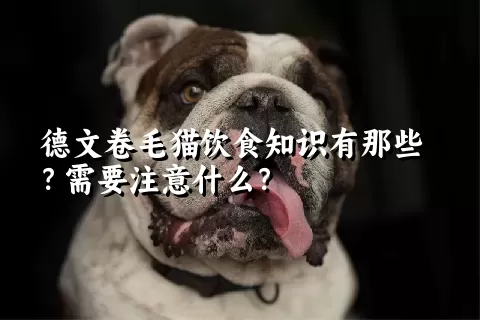 德文卷毛猫饮食知识有那些？需要注意什么？