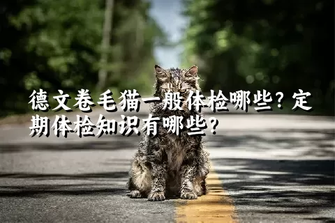 德文卷毛猫一般体检哪些？定期体检知识有哪些？