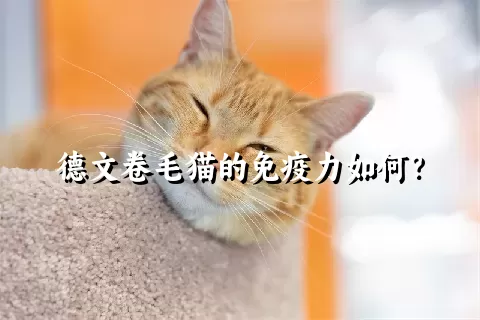 德文卷毛猫的免疫力如何？