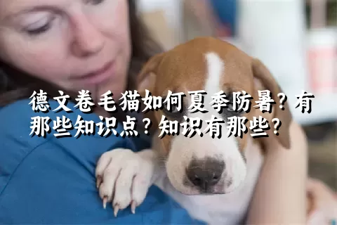 德文卷毛猫如何夏季防暑？有那些知识点？知识有那些？