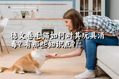 德文卷毛猫如何对其玩具消毒？有那些知识点？