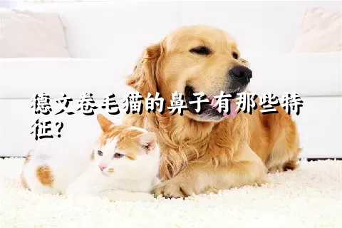 德文卷毛猫的鼻子有那些特征？