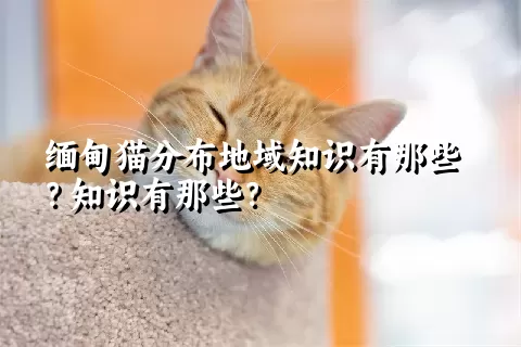 缅甸猫分布地域知识有那些？知识有那些？