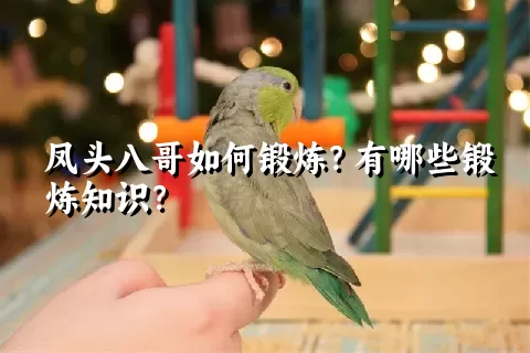 凤头八哥如何锻炼？有哪些锻炼知识？