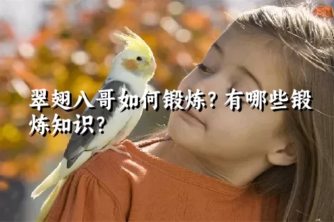 翠翅八哥如何锻炼？有哪些锻炼知识？