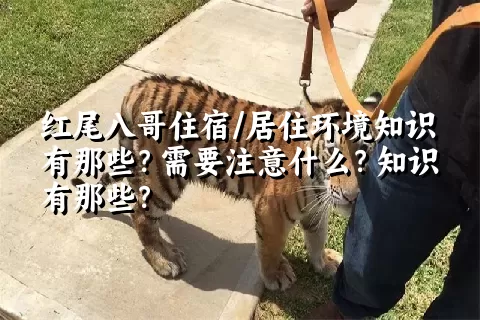 红尾八哥住宿/居住环境知识有那些？需要注意什么？知识有那些？