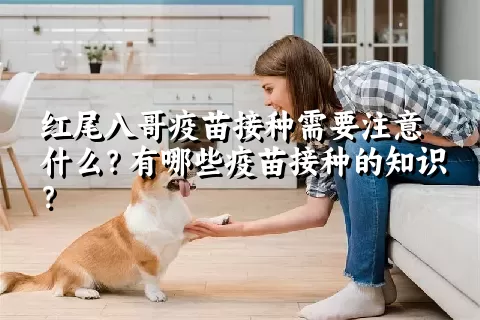 红尾八哥疫苗接种需要注意什么？有哪些疫苗接种的知识？