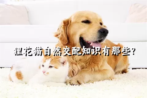 狸花猫自然交配知识有那些？